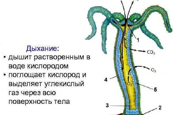 Кракен даркнет поддержка